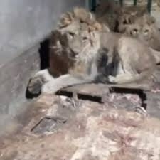 حارس العرين بحديقة حيوان الفيوم يلقى مصرعه بعد هجوم الأسد عليه